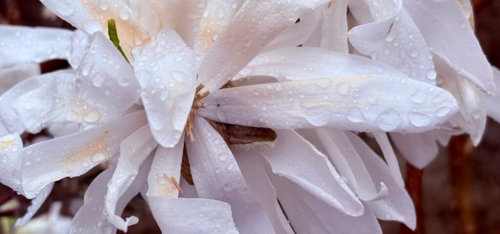 Das Mysterium des inneren Zentrums Mysterium Meditation