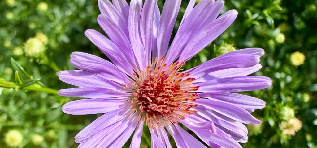 Totengraeber und Utopisten Mysterium Meditation