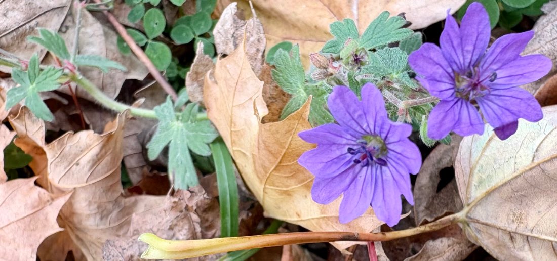 Aus der Existenz geboren