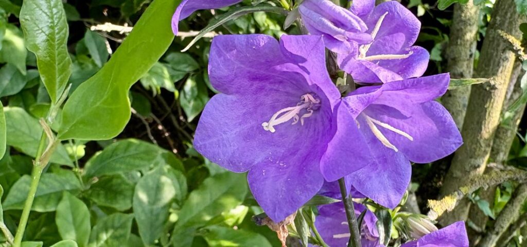 Die Weisheit des Koerpers Mysterium Meditation