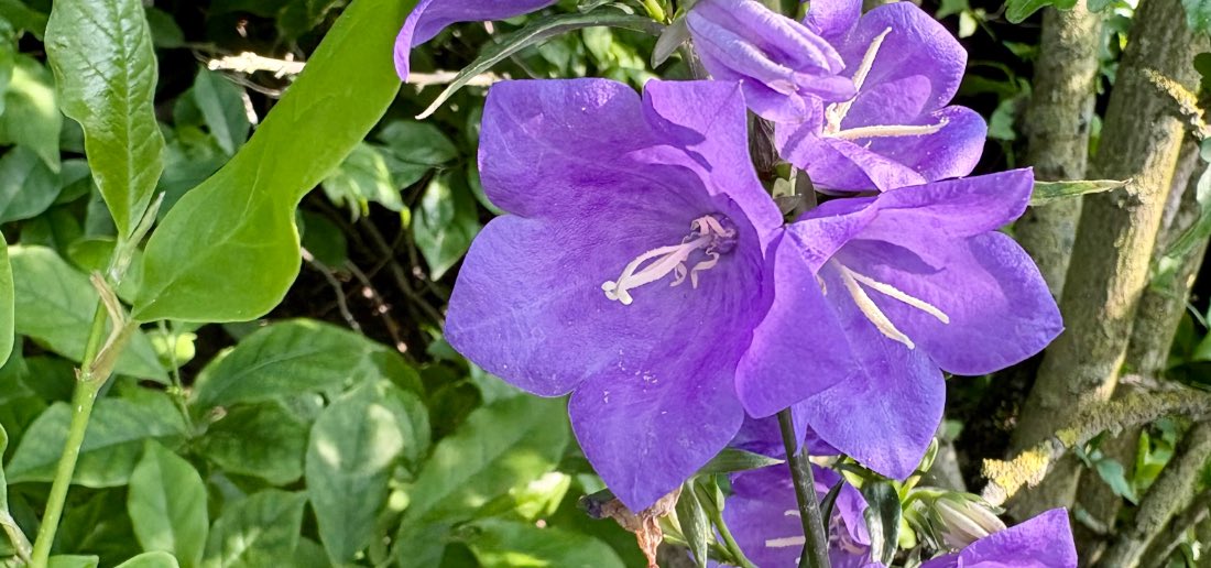 Die Weisheit des Körpers