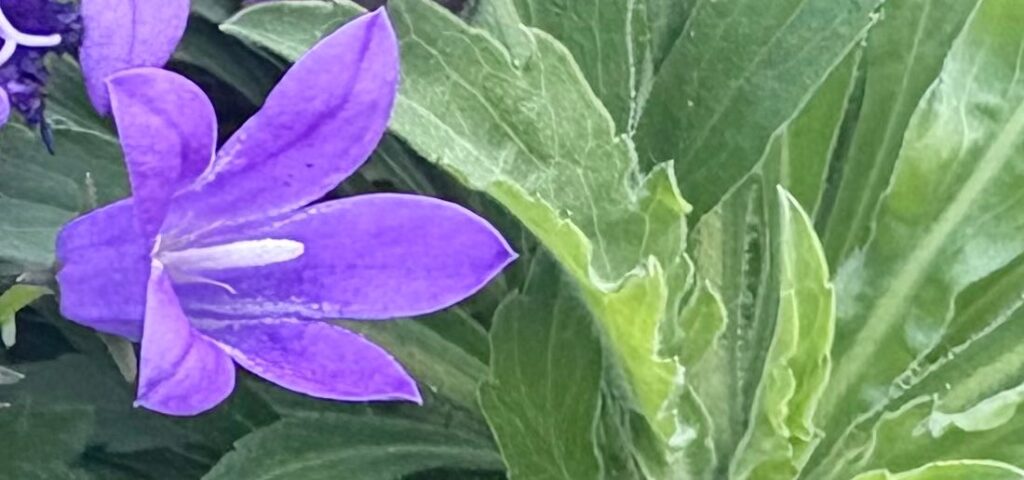 Die Distanz des Zeugen Mysterium Meditation