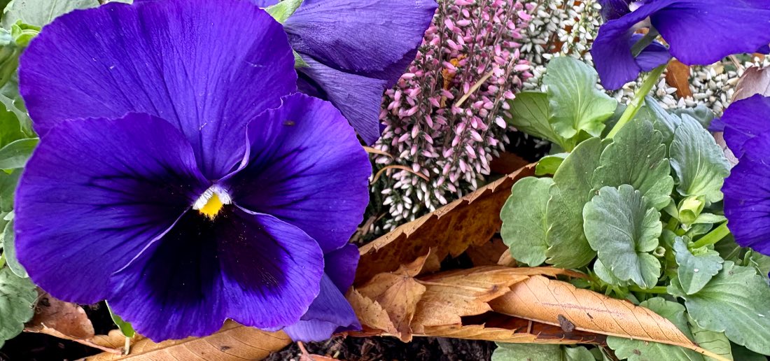 Beschütze den Buddha in dir