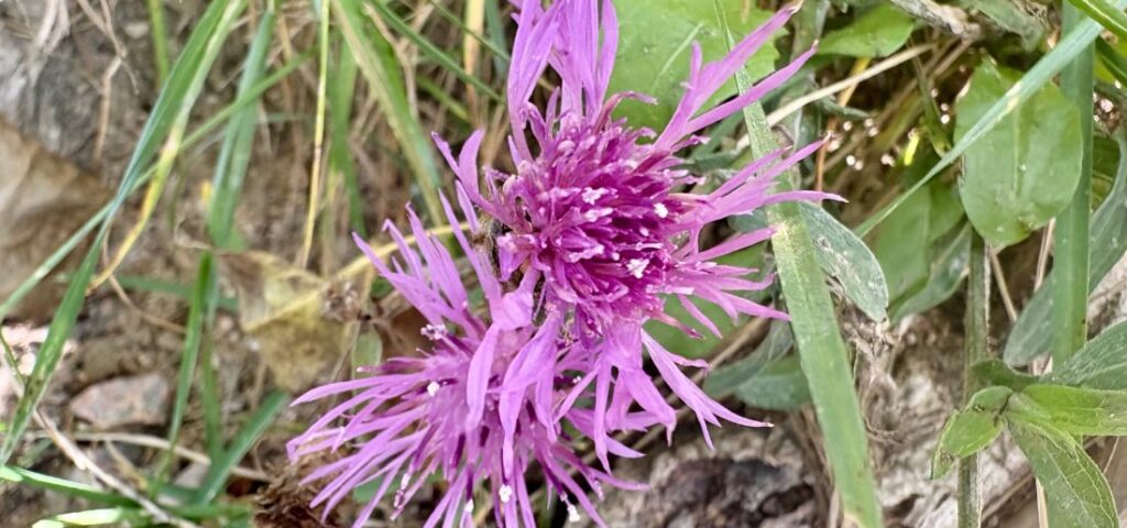 Genieße dich, so wie du bist Mysterium Meditation