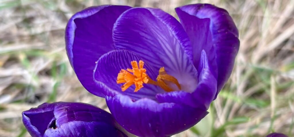 Das Wunder der Aufmerksamkeit Mysterium Meditation