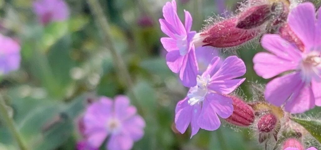 Selbstliebe und Selbstlosigkeit Mysterium Meditation